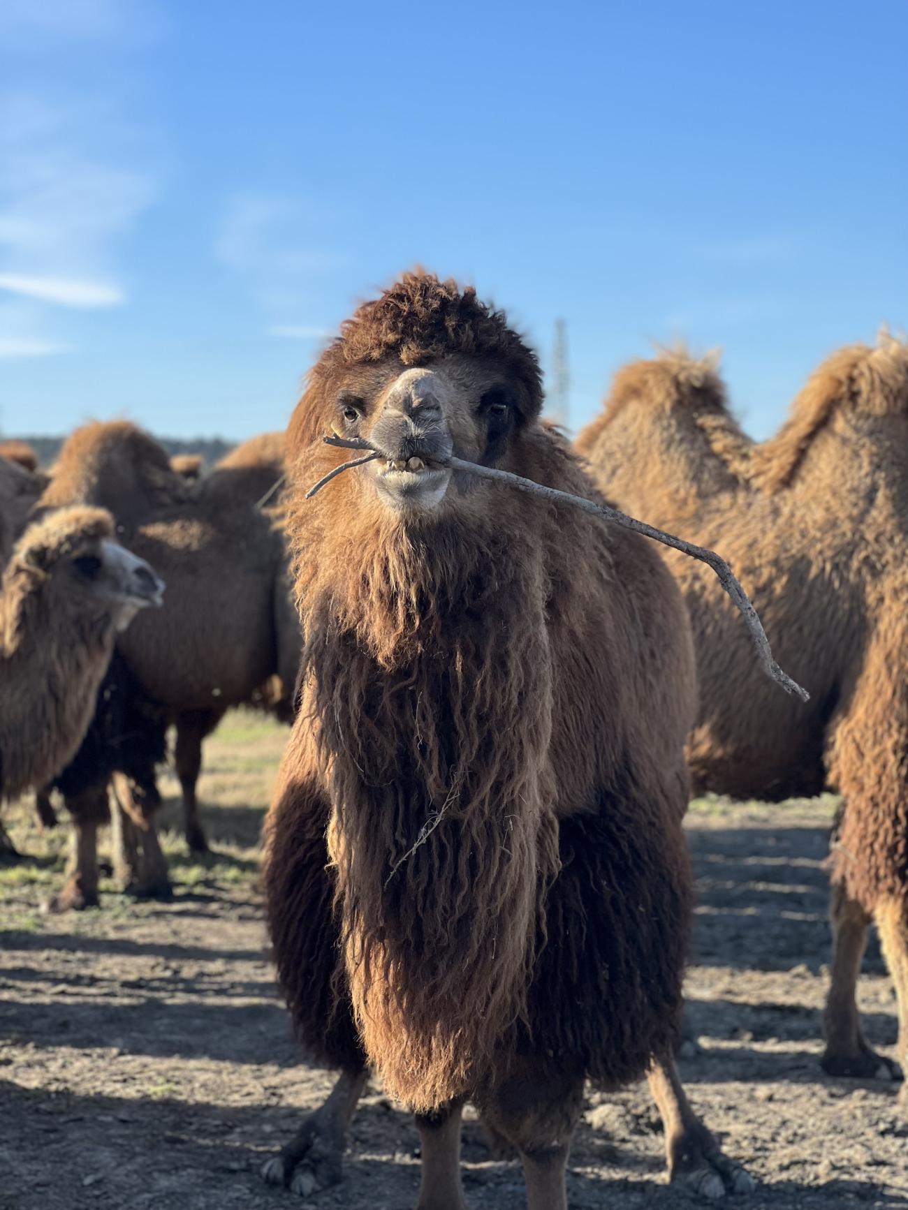 FAO Concludes Bactrian Camel Conservation Project in Iran | United